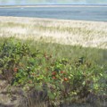 Chatham Beach