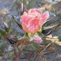 Frozen Rose