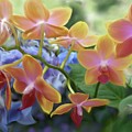 Longwood Orchids