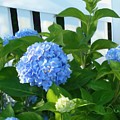 Morning Hydrangea