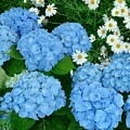 Nantucket Blues